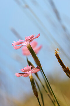 Wild pink flower - Carthusian; Dianthus carthusianorum
