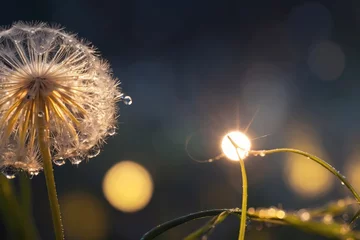  Spring dandelion. Dew drops. Dark setting, Banner, copy text © Марина Андриянова