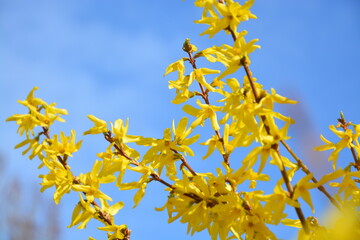 Forsythie in voller Blüte