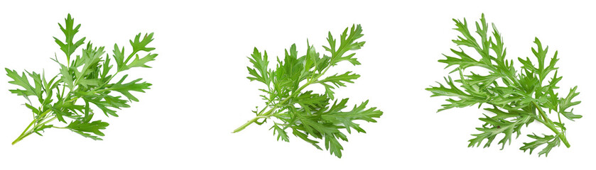 Artemisia vulgaris L, Sweet wormwood, Mugwort or artemisia annua branch green leaves on white background