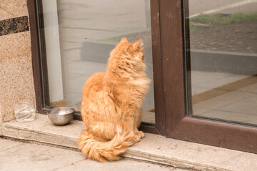 Adorable stray street ginger orange cat closeup