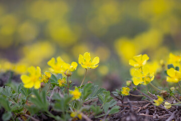 Anemone ranunculoides, spring forest yellow flowers.