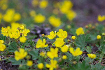 Anemone ranunculoides, spring forest yellow flowers.