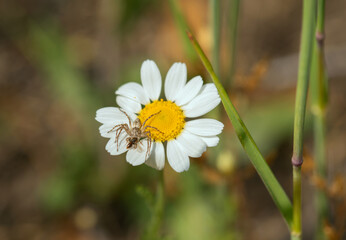 The spider sits on a white camomile, macro photo.