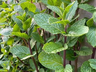 Lush mint plant