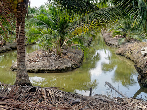 Nipapalmen und Kokosnusspalmen auf einer Farm in Thailand