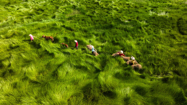 the way home and the green grass field.Photo taken in Quang Nam on June 25, 2023