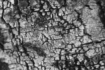 bark of a tree