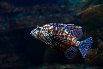 Devil firefish or lion fish swimming in aquarium.