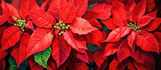 Zelfklevend Fotobehang Poinsettia featuring bright double red blooms. © Vusal
