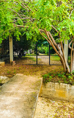 Tropical jungle forest palm trees plant plants palm tree Mexico.