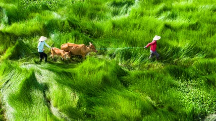 Foto auf Acrylglas Antireflex the way home and the green grass field.Photo taken in Quang Nam on June 25, 2023 © Sn