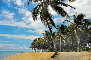 Gunga Beach or Praia do Gunga, a paradisiac beach with its clear waters and coconut trees, North Coast, Maceio, Alagoas, Feb 2020