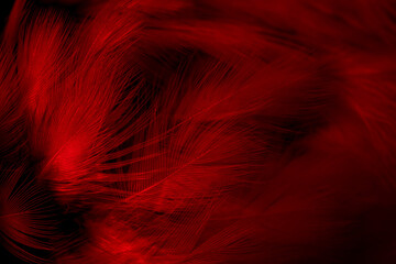 black and red feathers. background