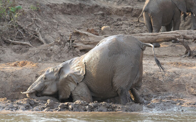 Zambia: Elephants puts mud on his skin for protection at lower Zambesi River