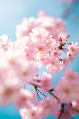 Blue sky and cherry blossoms in full bloom