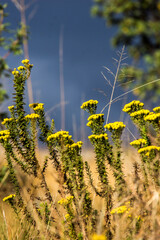 The bright yellow flowers of a Phymaspermum acerosum in full bloom against the ominous stormy sky in the grasslands of the Drakensberg Mountains.