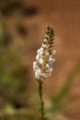 A small intricate wildflower of the Afroalpine grasslands of the Drakensberg Mountains of South Africa.