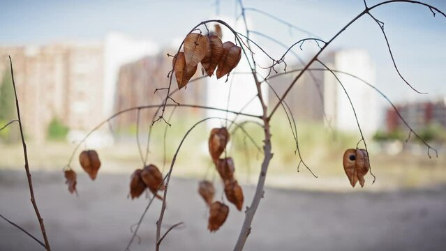 Dry physalis peruviana with urban backdrop in murcia highlights nature's endurance in a city environment
