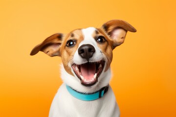 Happy funny excited little dog with long ears and wide open mouth on bright background 
