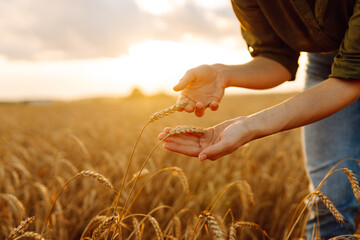 Wheat quality check. Farmer with ears of wheat in a wheat field. Growth nature harvest. Agriculture...