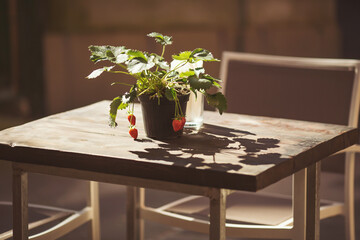 Fototapeta na wymiar ripe strawberries with leaves in Pot On A Wood Table In An Outdoor Lounge. Street coffee terrace with tables and chairs in europe.