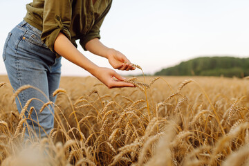 Wheat quality check. Farmer with ears of wheat in a wheat field. Growth nature harvest. Agriculture...