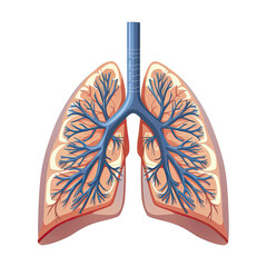 Human Lungs Organ, Isolated Transparent Background Images