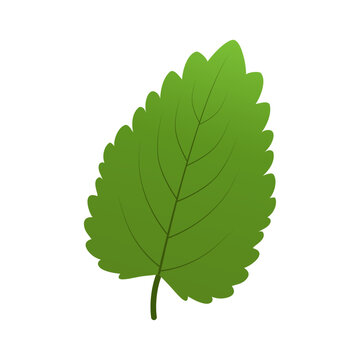 Green mint leaf icon isolated on transparent and white background. Single element close up for decoration design with nature and food. Vector cartoon illustration for design of cards and banners.