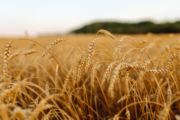Wheat field. Beautiful Nature Landscape. Background of ripening ears of meadow wheat field. Rich harvest Concept