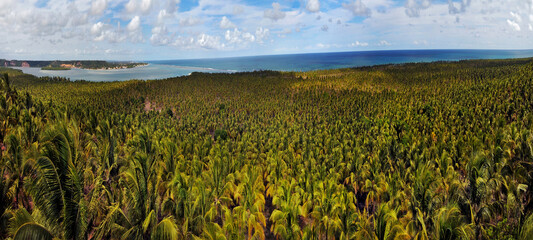 Coconut grove, coconut plantation for industrial production of coconut milk. Gunga Belvedere. North Coast, Alagoas, Brazil, Feb 2020 - obrazy, fototapety, plakaty