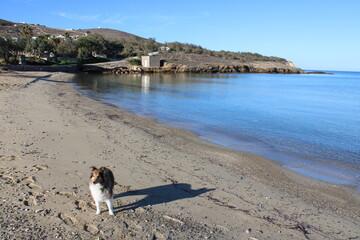 Hund am Sifneiko Beach auf Antiparos