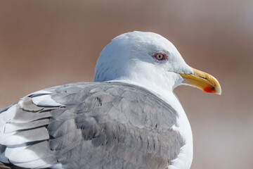 Herring gull is resting at the brige brige