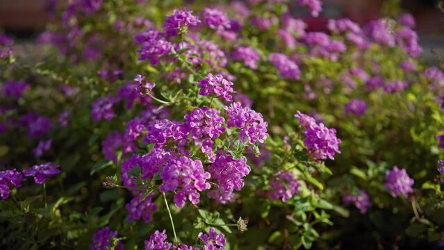 Close-up of lantana camara with vibrant purple flowers and green leaves in murcia, spain, depicting a natural outdoor setting.