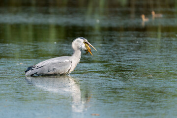 Grey Heron swallowing fish
