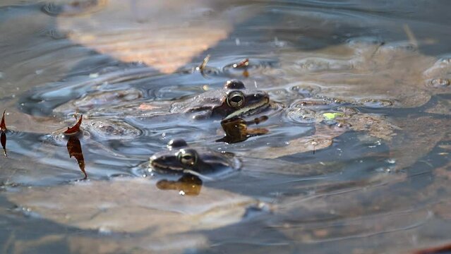 A couple of warm days in Mid March and the frogs in this pond think it is Spring and are ready to Mate.  This pond at Pettus Hill Preserve in Windsor in Upstate NY comes alive with frongs.