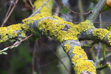 yellow birch buds