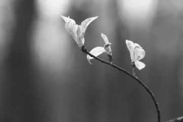 Zelfklevend Fotobehang white magnolia flower © Denis