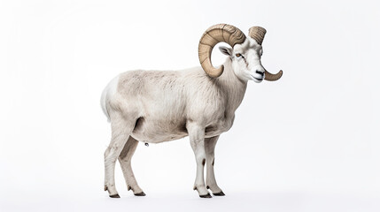 Jumping Dall sheep Isolated on white background