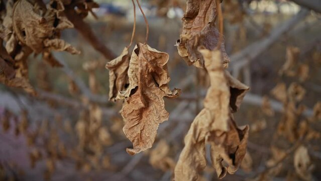Close-up of withered brown leaves on a tree branch depicting autumn in murcia, spain.