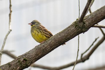 冬の公園の広場に出てきたアオジ