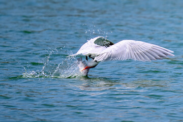 Tern catching fish