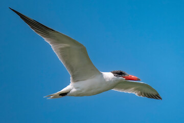 Caspian Tern