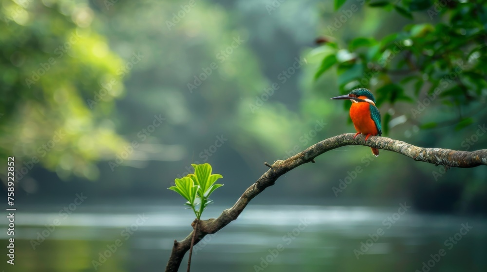 Poster a small madagascar kingfisher bird is perched on a tree branch, displaying its colorful feathers. th