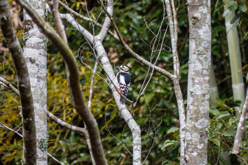 冬の早朝　公園のシラカバの木にアカゲラがやってきてクチバシで木を突いていた