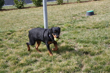 Rottweiler dog playing outside