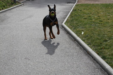 Rottweiler dog playing outside
