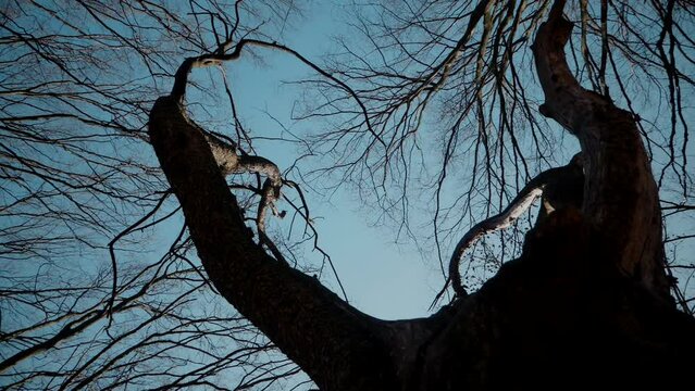 Lonely tree reaching towards the sky. Winter branches silhouetted against blue. Stark beauty of a leafless tree.
Serene sky backdrop for barren branches. Forest, tree, nature, texture.