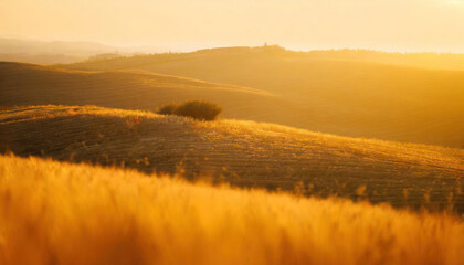 Naklejka premium A Tuscan sunset bathes the landscape in gold