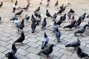 Obraz premium Pigeons in the city square eat bread.